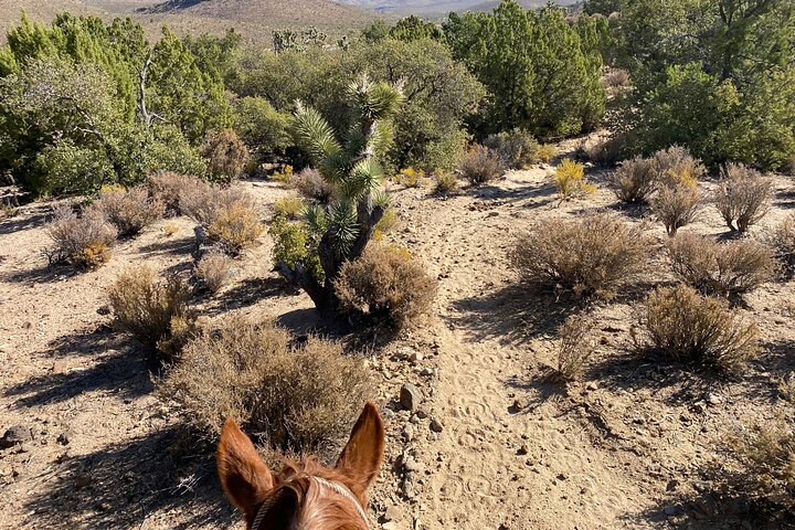Horseback Riding, Joshua Tree Forest/Buffalo And Lunch/Singing Cowboy Tour - thumb 1