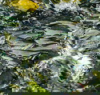 Chilkoot Lake Kayaing - Departing from Haines. - USA Accommodation