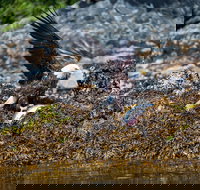 Chilkoot Lake Kayaking - Departing From Skagway - USA Accommodation