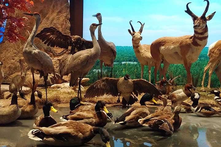 Houston CityPASS - thumb 5