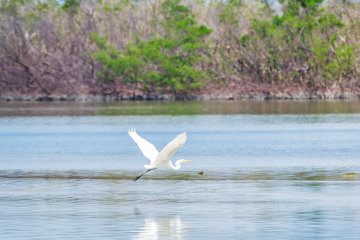 Cape Romano Shelling And Sightseeing Boat Tour From Marco Island - thumb 1