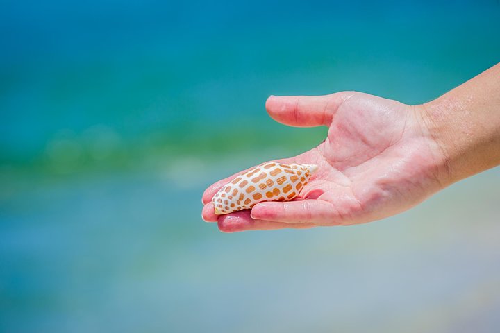 Cape Romano Shelling And Sightseeing Boat Tour From Marco Island - thumb 2