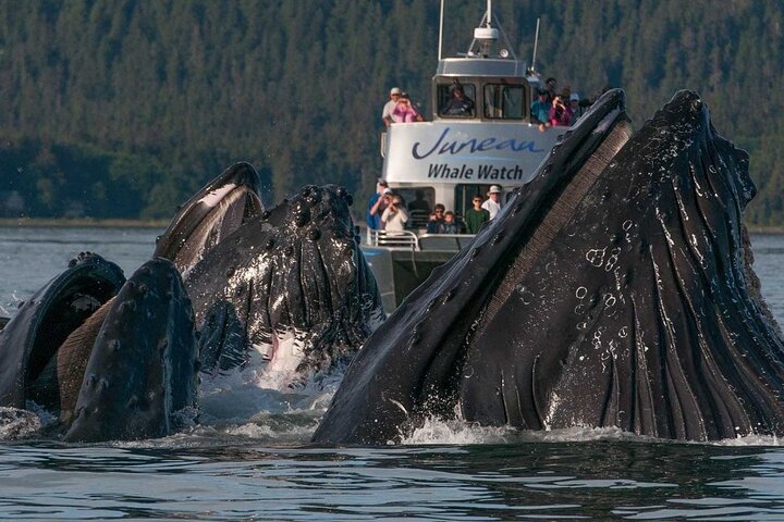 Sunset, Seals, Whales And Suds Evening Whale Watch - thumb 0