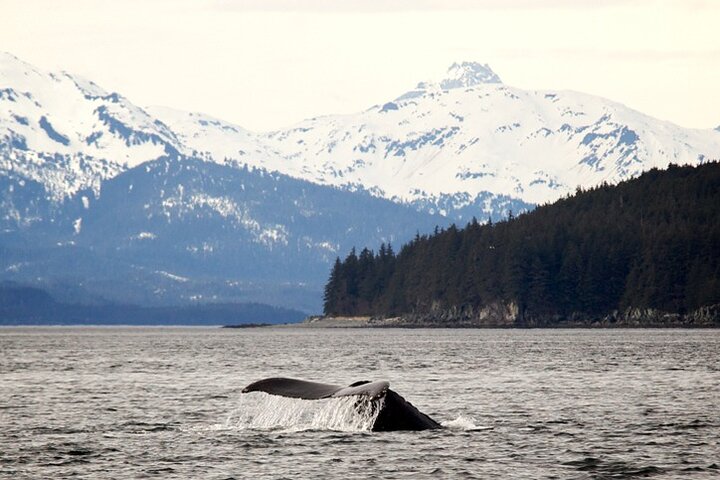 Sunset, Seals, Whales And Suds Evening Whale Watch - thumb 1