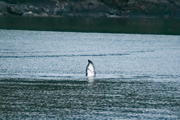 Sunset, Seals, Whales And Suds Evening Whale Watch - thumb 2