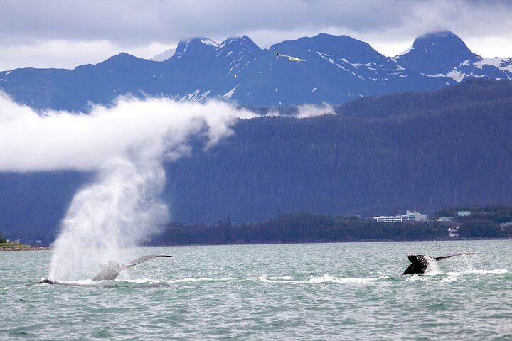 Sunset, Seals, Whales And Suds Evening Whale Watch - thumb 4