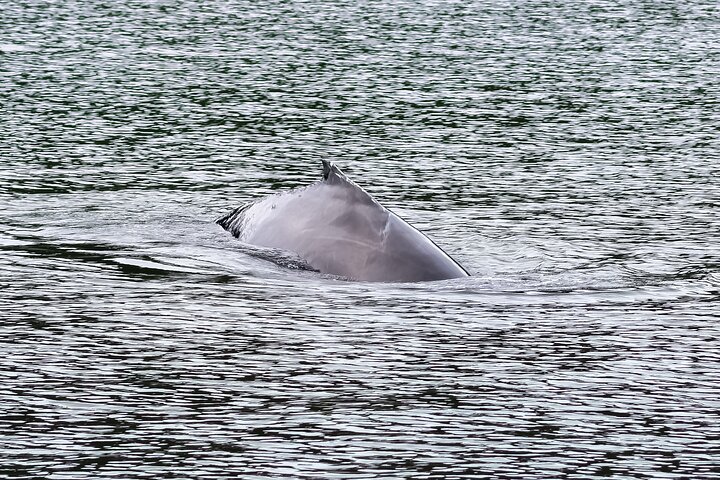 Sunset, Seals, Whales And Suds Evening Whale Watch - thumb 5