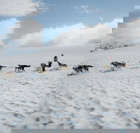 Helicopter and Glacier Dog Sledding Tour from Seward - Tourism Bookings