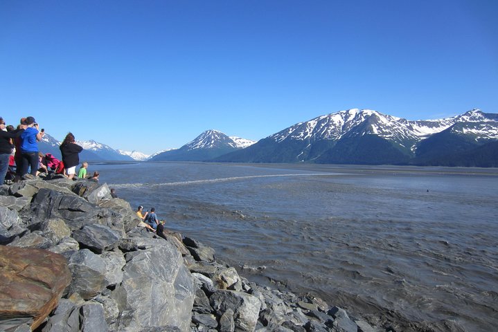 Wildlife And Glaciers With A Walk In The Rainforest - thumb 0