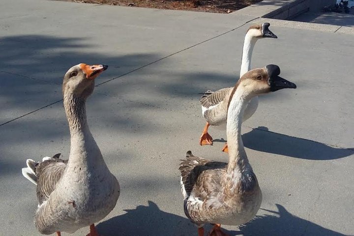 2.5 Hour Houston City Tour - thumb 4