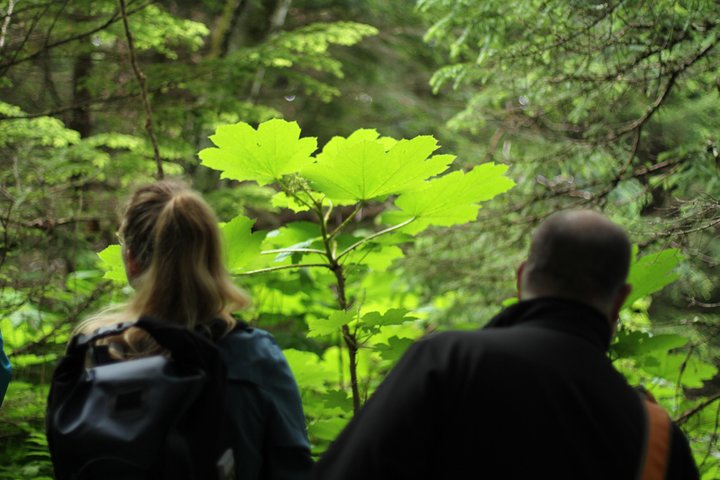 Full-Day Chilkat Inlet Coastal Hike From Haines - thumb 2