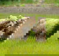 Bear Viewing Excursion and Airplane Adventure Tour - USA Accommodation