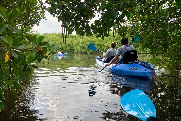 Saint Petersburg Mangrove Kayak Tour