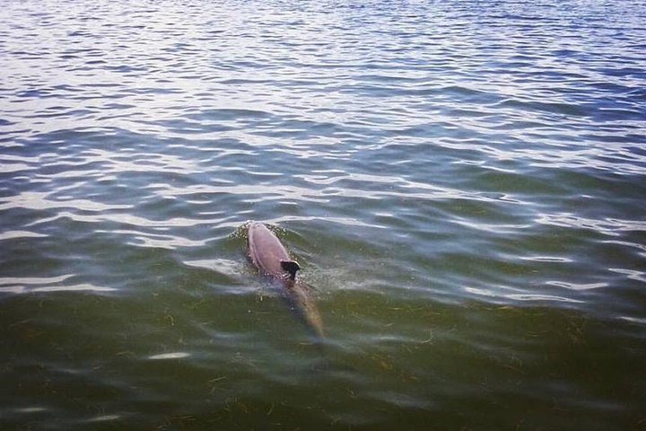 Saint Petersburg Mangrove Kayak Tour - thumb 1