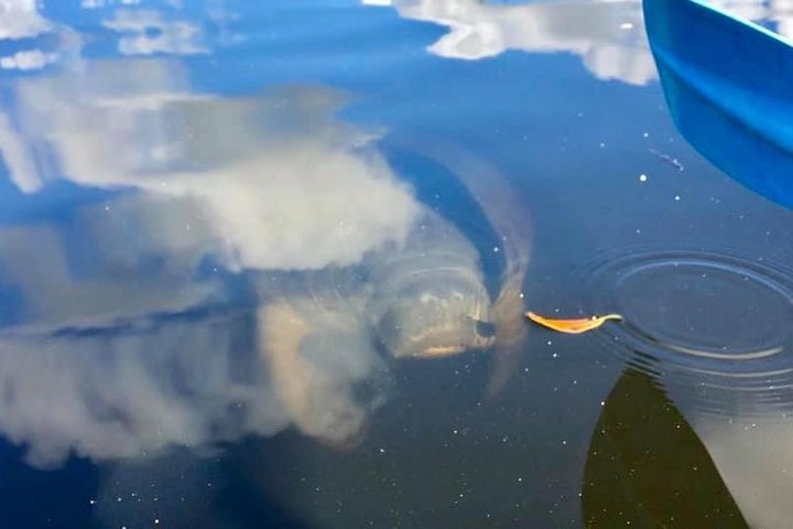 Saint Petersburg Mangrove Kayak Tour - thumb 2