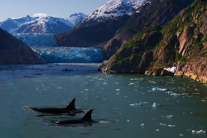 9 Day Alaska Wildlife Tour W. Bear+Whale Viewing, 2 Nat'l Parks, Boutique Hotels - thumb 0