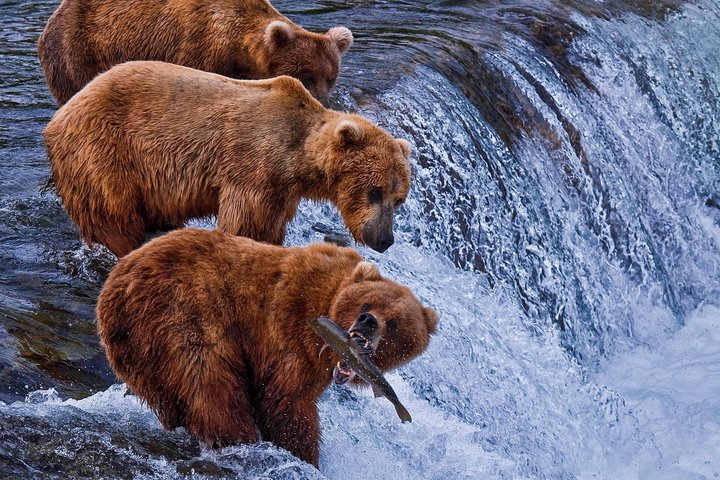 9 Day Alaska Wildlife Tour W. Bear+Whale Viewing, 2 Nat'l Parks, Boutique Hotels - thumb 5