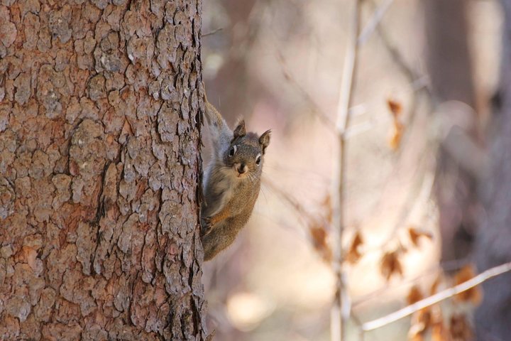 Table Top Mountain Hiking Adventure - thumb 2