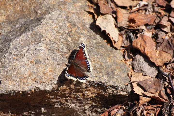 Table Top Mountain Hiking Adventure - thumb 3