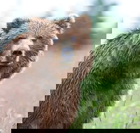 6-Day Alaska Adventure Tour - Tourism Bookings