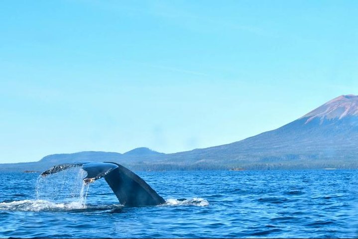 Amazing Whale Watching And Marine Wildlife Shore Excursion - thumb 0