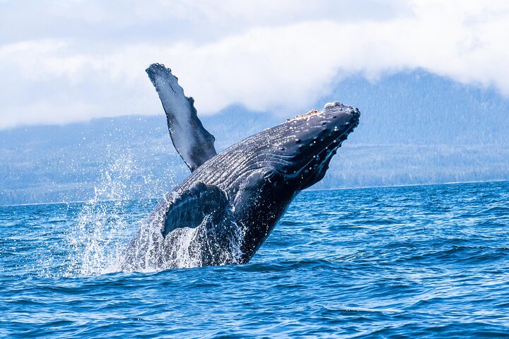 Amazing Whale Watching And Marine Wildlife Shore Excursion - thumb 1