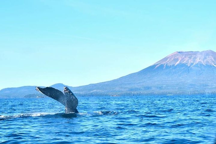 Amazing Whale Watching And Marine Wildlife Shore Excursion - thumb 3