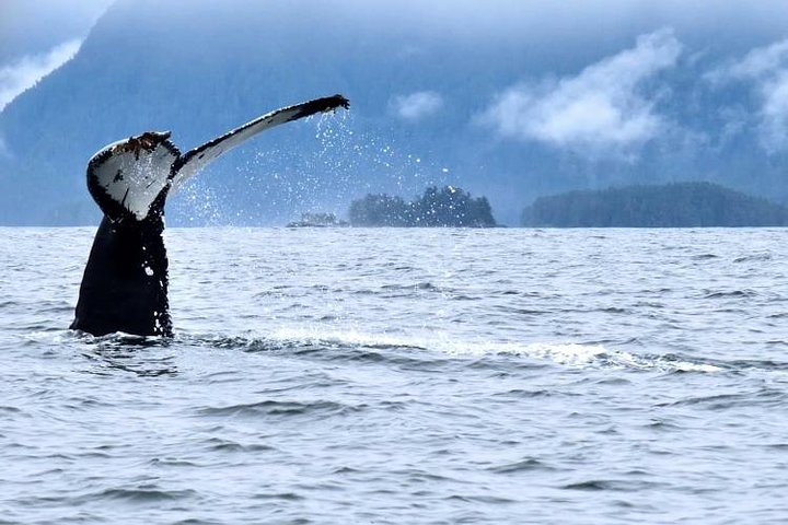 Amazing Whale Watching And Marine Wildlife Shore Excursion - thumb 4