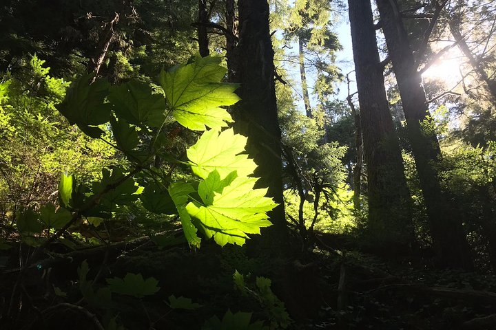 Rainforest & Waterfalls Trek - thumb 1