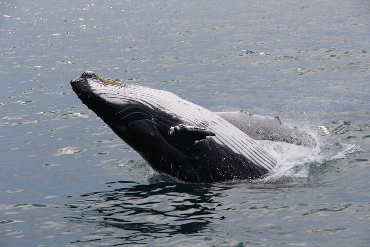 Whale Watching Tour In Gloucester - thumb 2