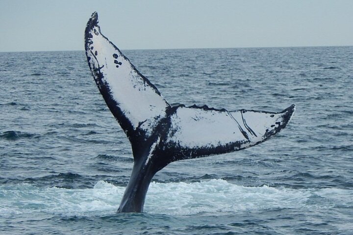 Whale Watching Tour In Gloucester - thumb 4