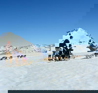 Summer Glacier Dogsledding Tour from Girdwood - USA Accommodation