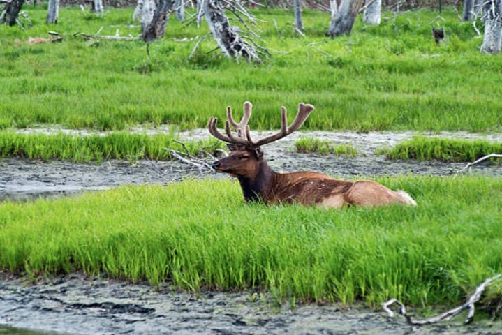 Icy Strait Small Group Shore Excursion: We're Going On A Bear Hunt! - thumb 0
