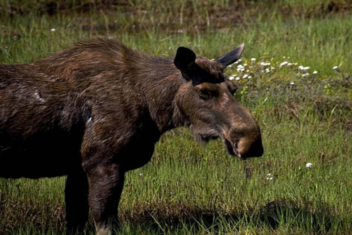 Icy Strait Small Group Shore Excursion: We're Going On A Bear Hunt! - thumb 4